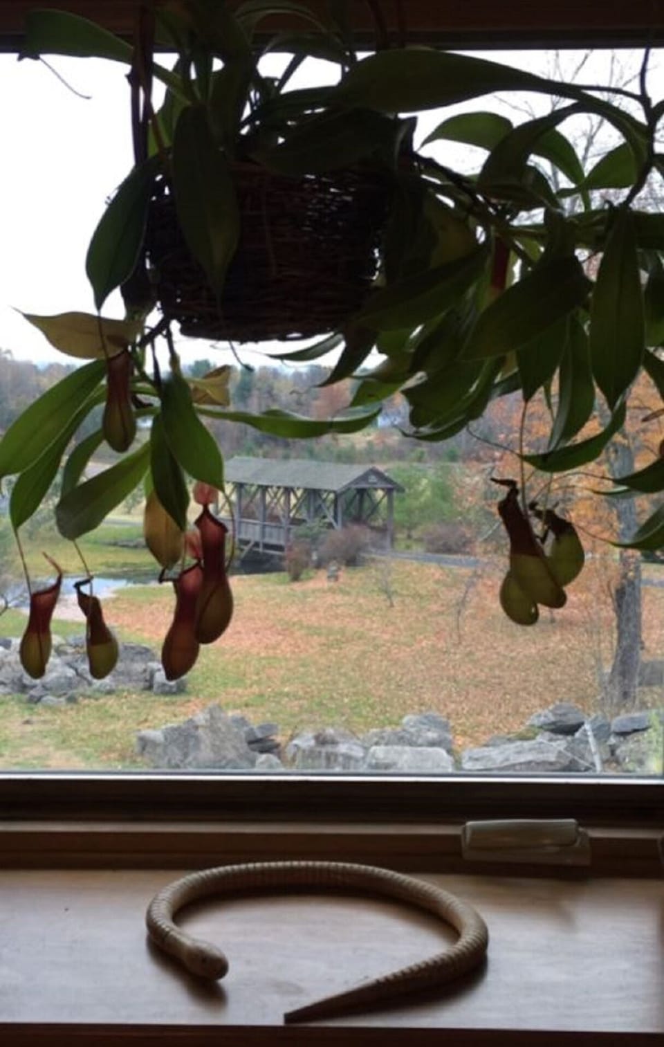 View of covered bridge from house. 