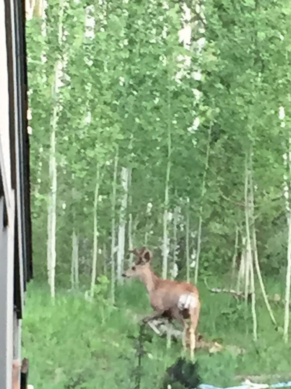 One of our frequent visitors