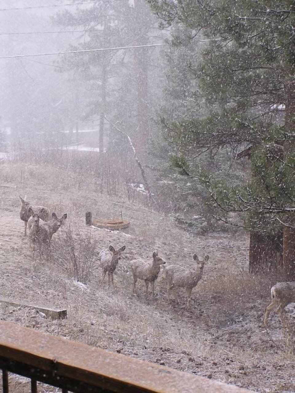 More wildlife visiting. This time in front of the A-Frame.