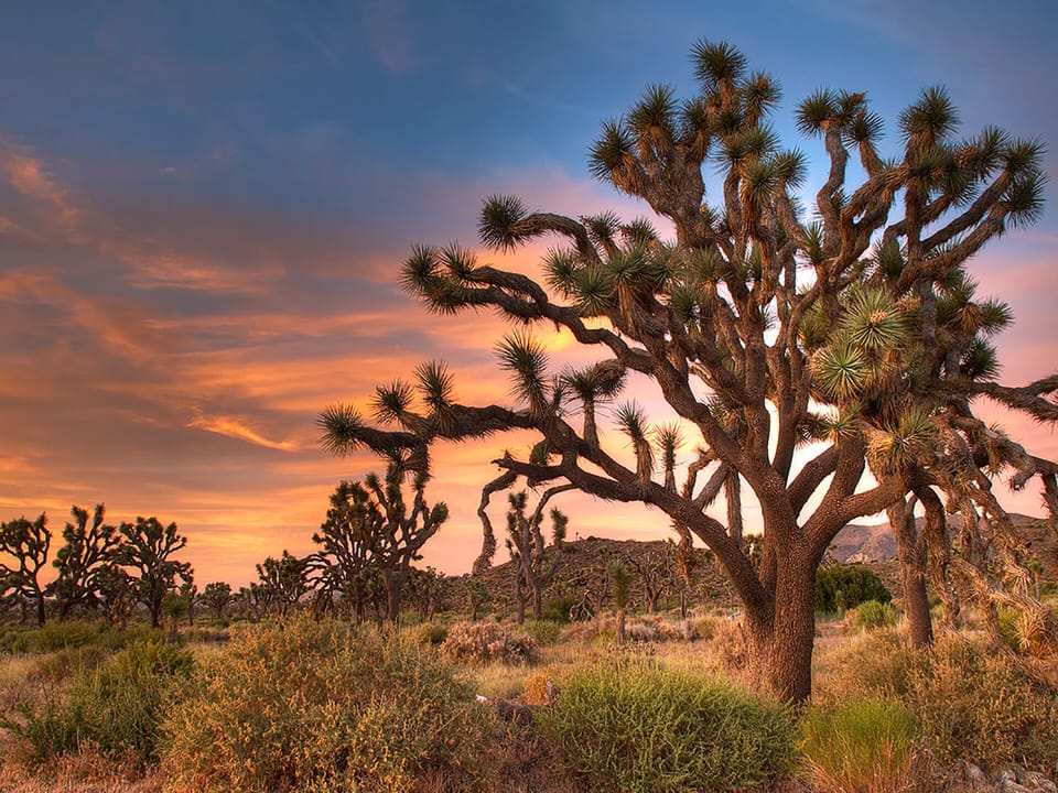 Nearby drive to breathtaking Joshua Tree National Park.