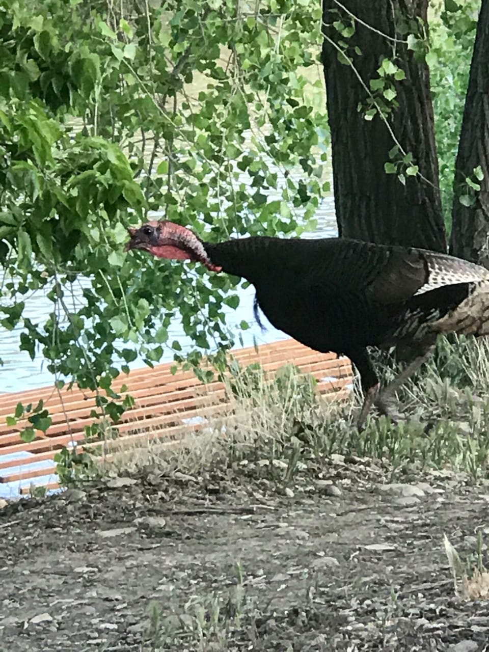 Wild turkeys can be occasionally seen in the backyard.