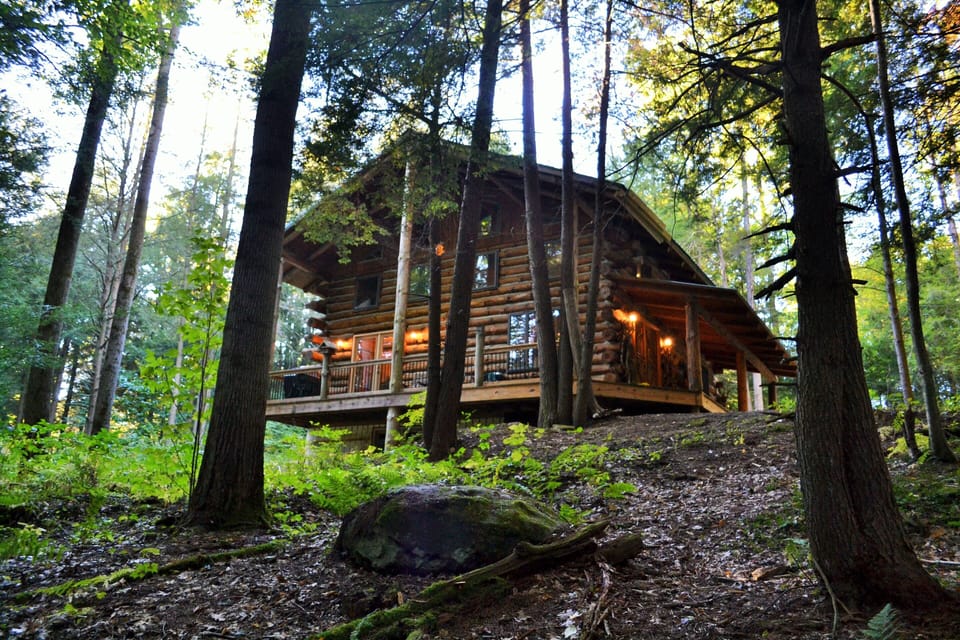 Forest view