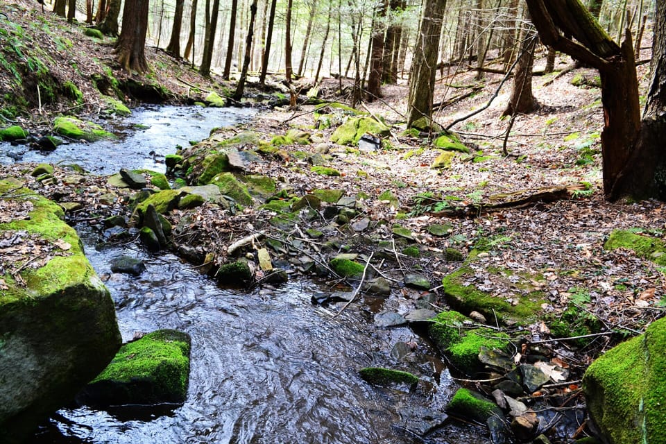 Stream behind cabin