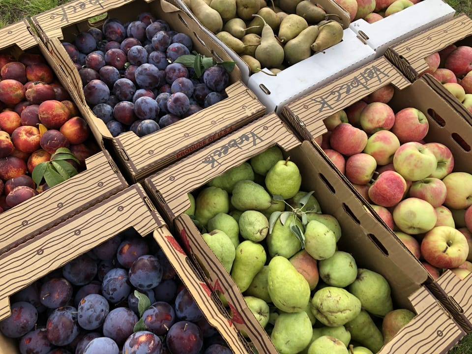 harvest from the orchard