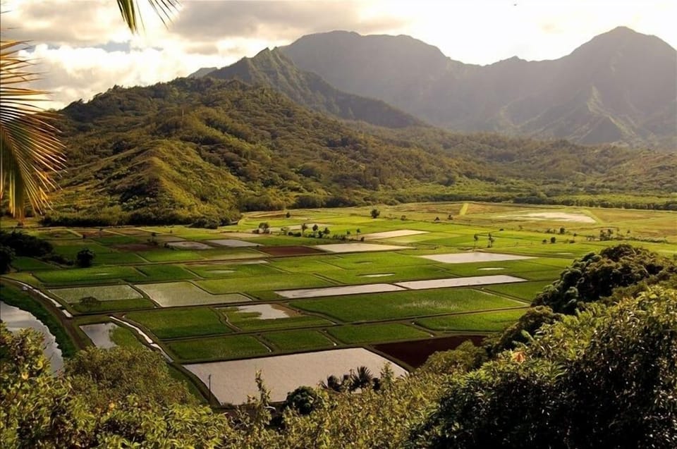 Hanalei Valley Taro Fields