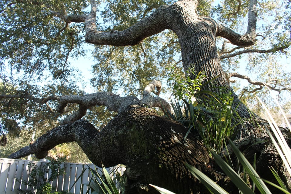 Live oak in yard on side of house