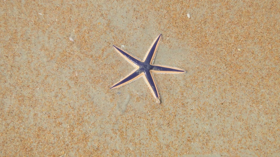 Ormond purple starfish