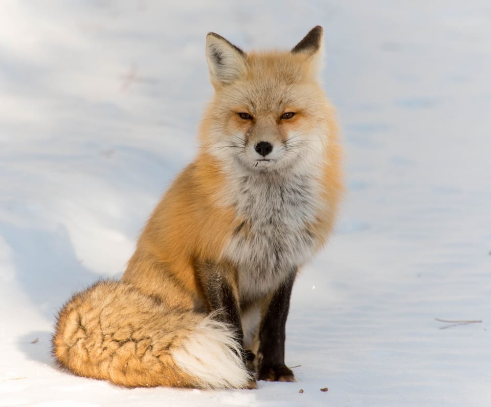 Winter Fox, Big Hole mountains, Photo by Mark Mozley
