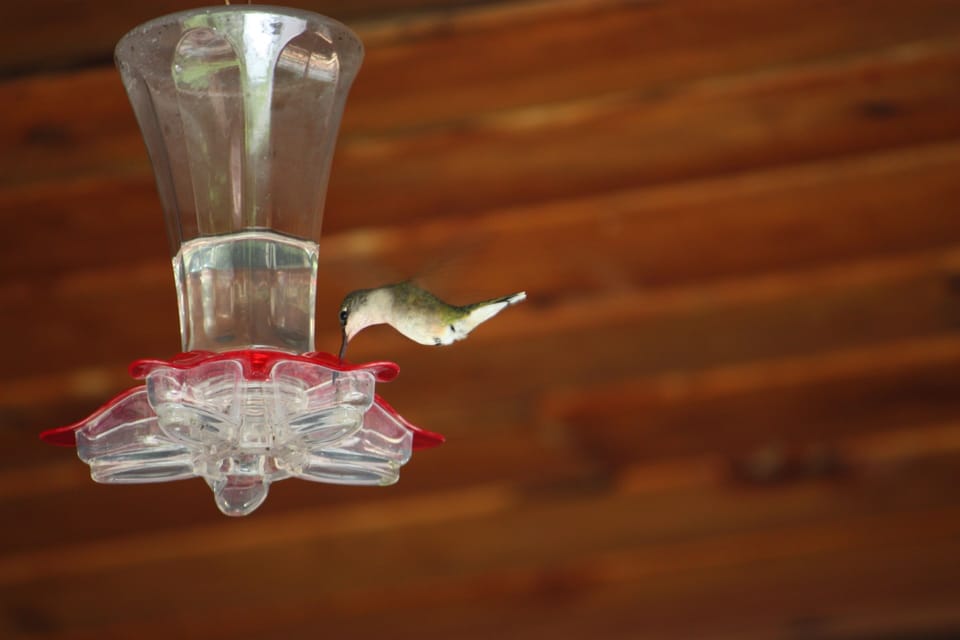 Hummingbird feeding on our porch