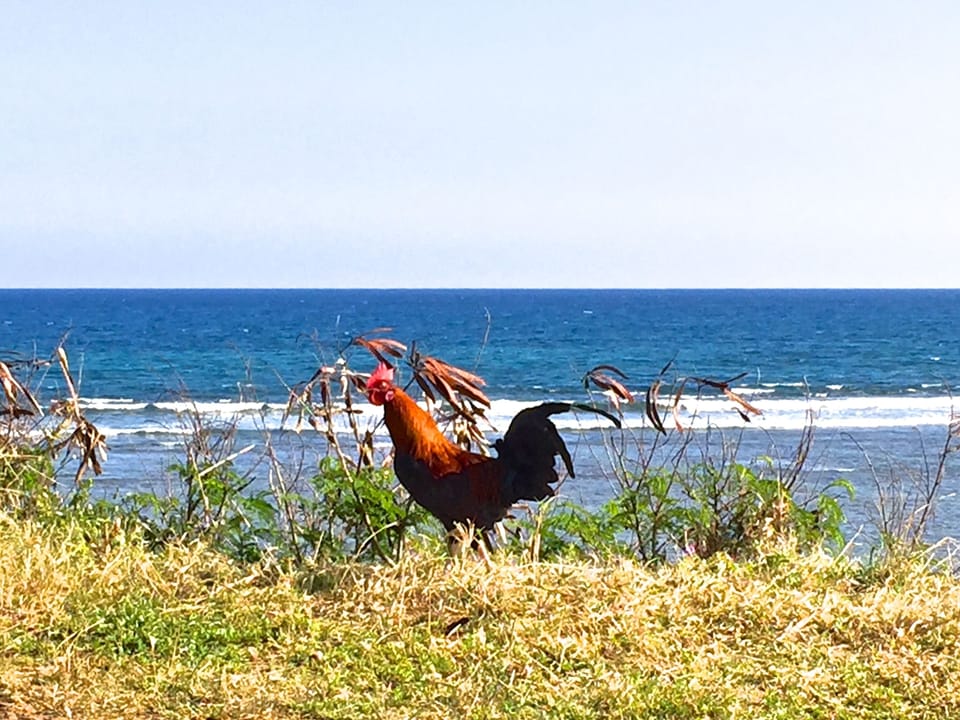 One of Kauai's Ever Present Roosters
