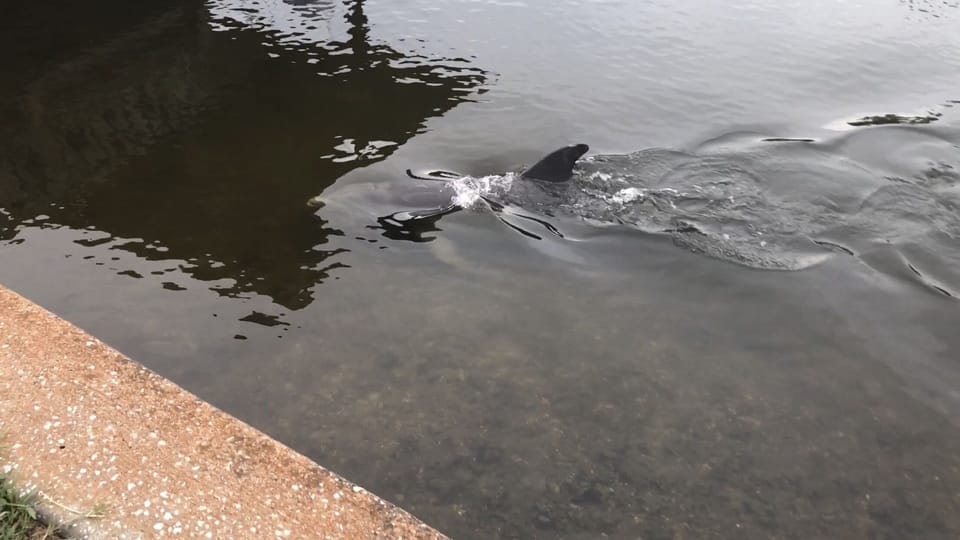 Watch the dolphins fish the dock and seawall 