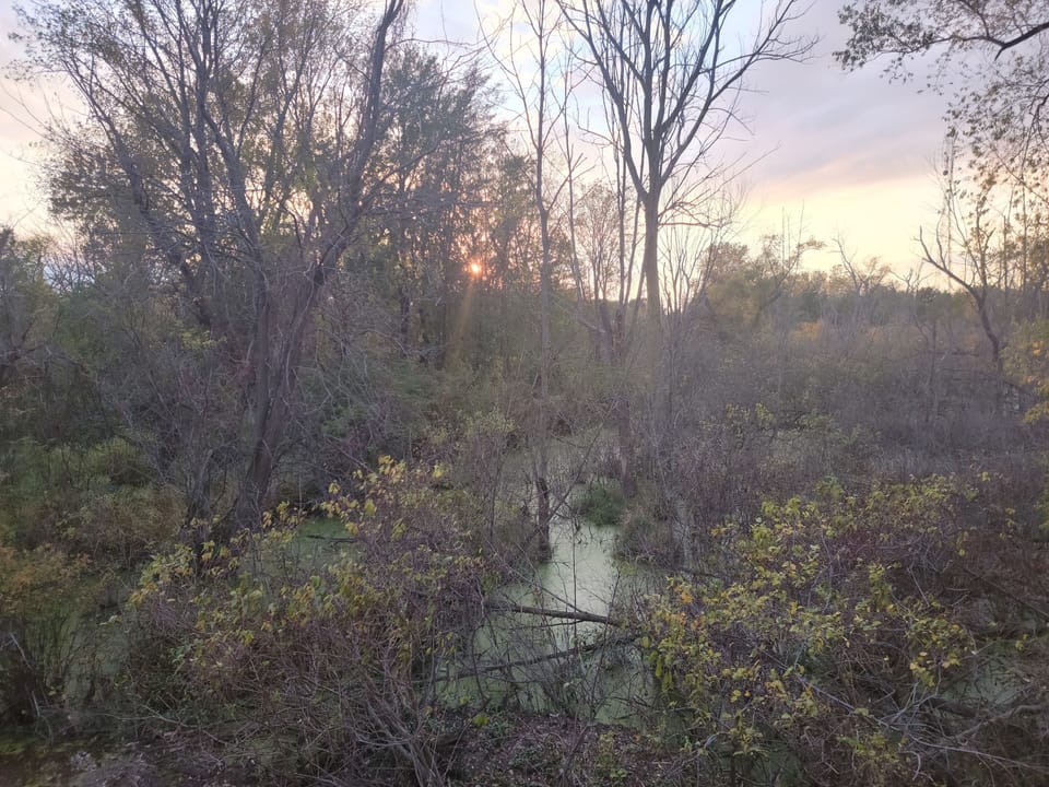 View from Rear Patio of Wildlife Preserve.