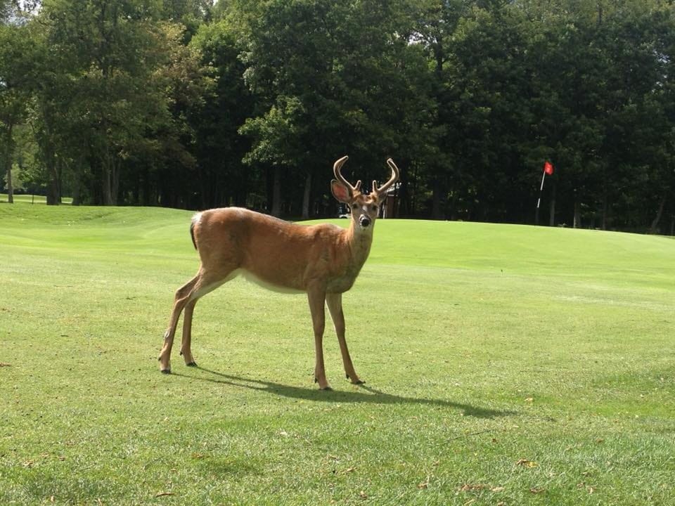 Deer at Thendara




