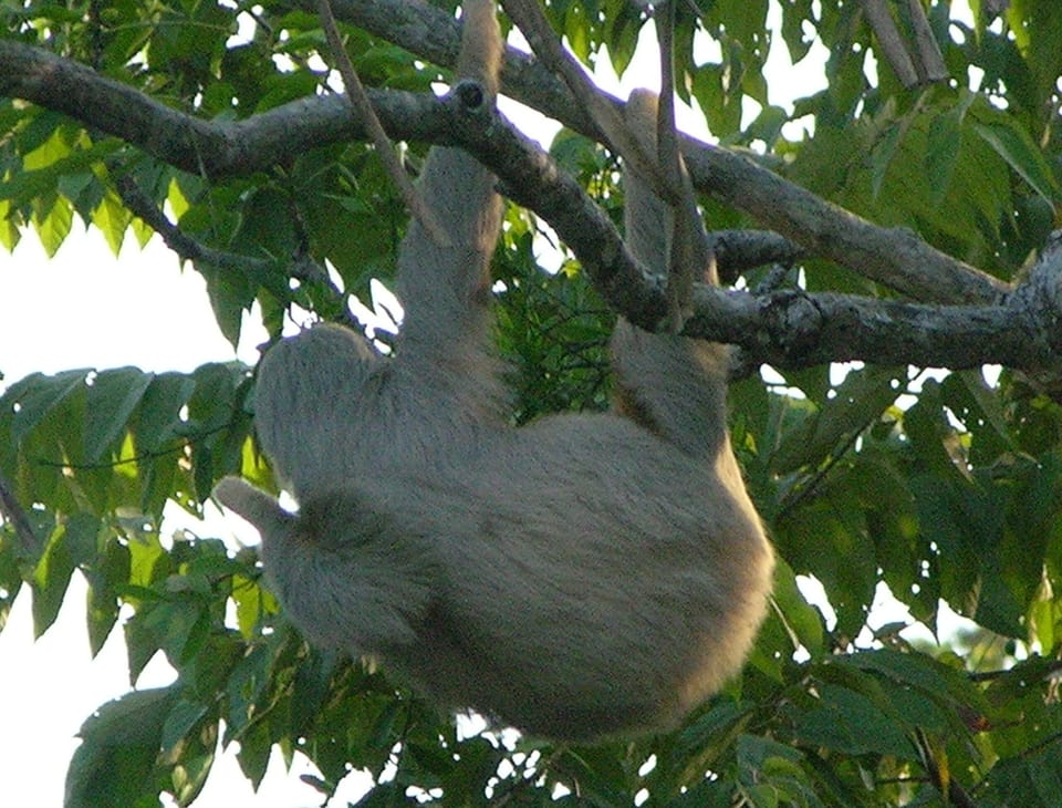 2 toed sloth