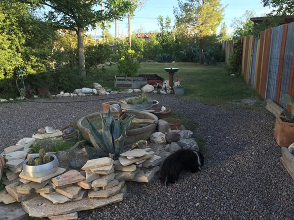 Large fenced back yard features a fountain and many native plants