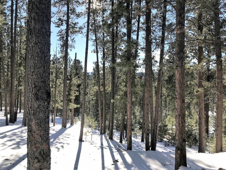 Wooded Lot