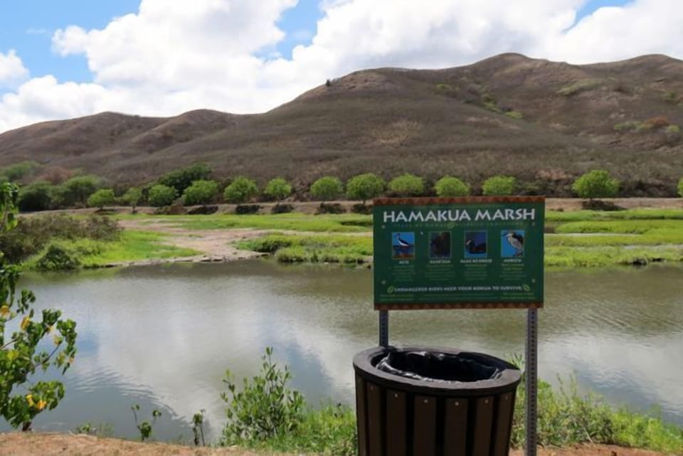 Kailua borders marsh areas that house native and endangered birds.
