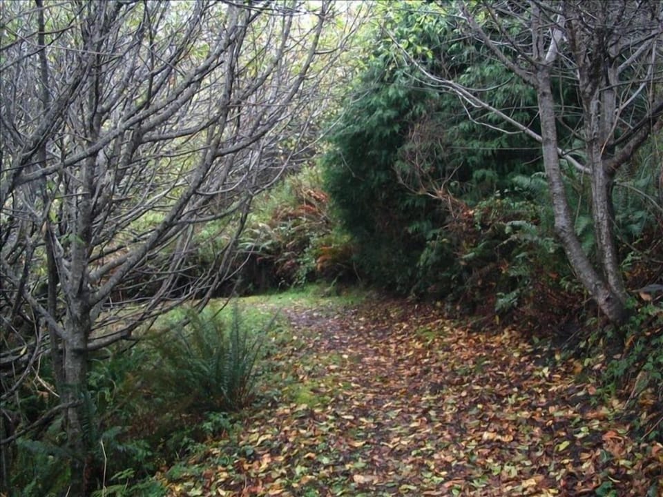Wooded Path to to the beach