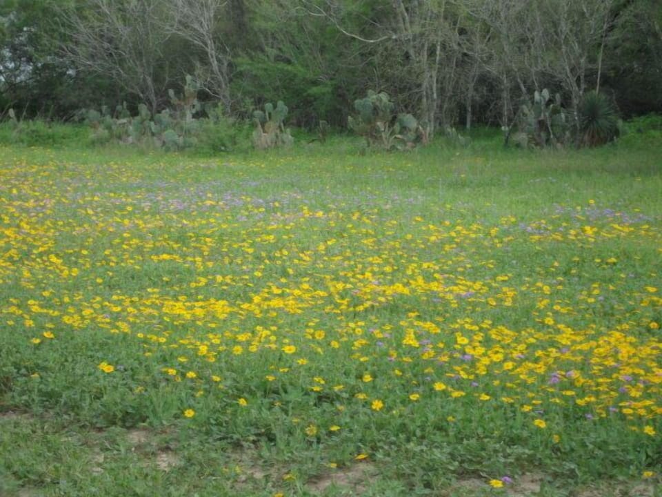 Wild Flowers in Spring