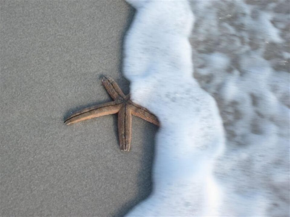 Look what we found on the beach!