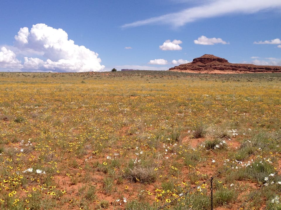 Field of flowers - Canyonlands NP