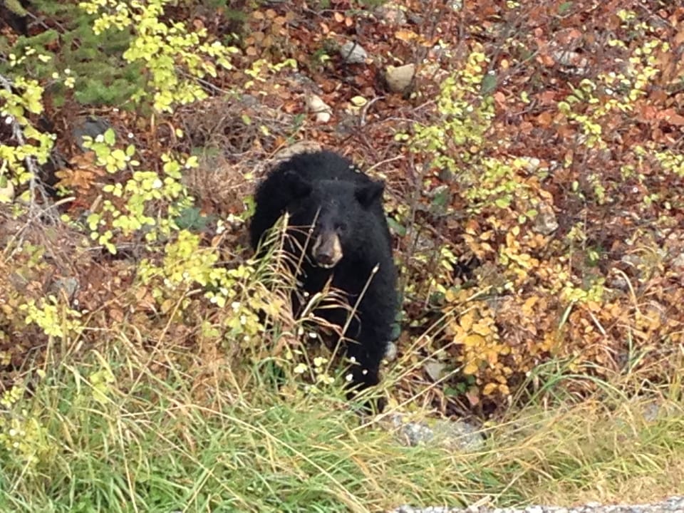 Black bear by the road