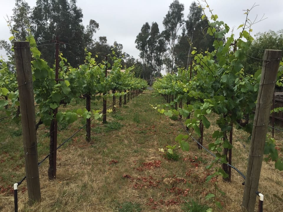 The beautiful vineyards