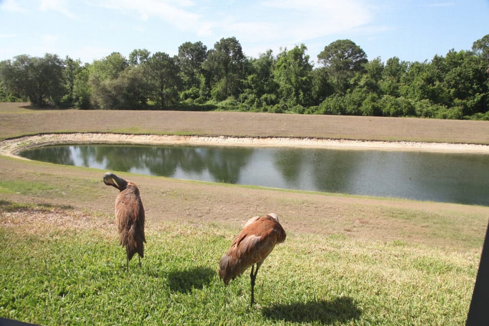 Some Wild life at the rear of the villa, include alligators, eagles, otter etc