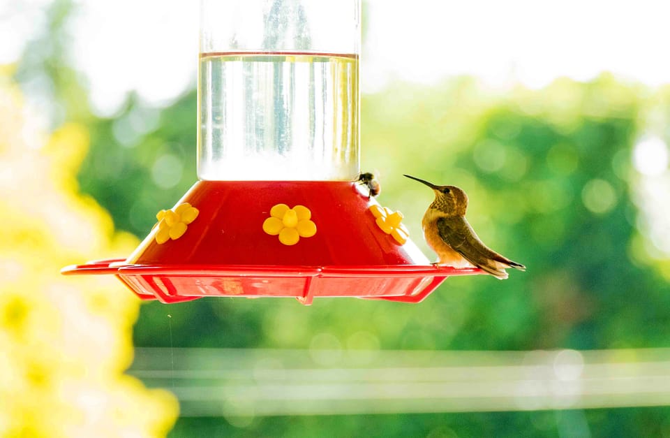 Hummingbirds feeding outside of the front window with a little bee visitor. 