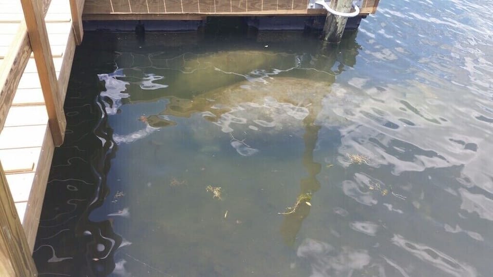 Mother and baby Manatee by dock. Shared by guest.