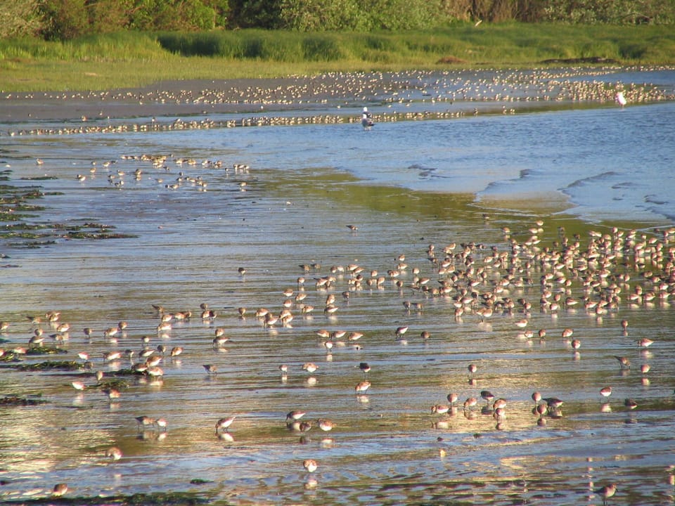Shorebirds below cottages