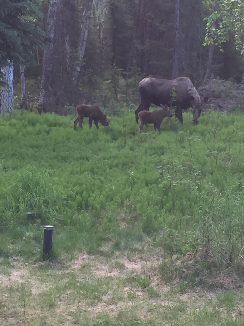this years twins!