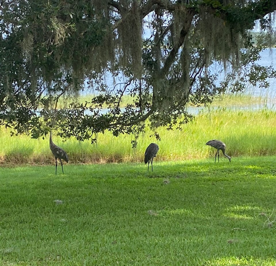 Wildlife