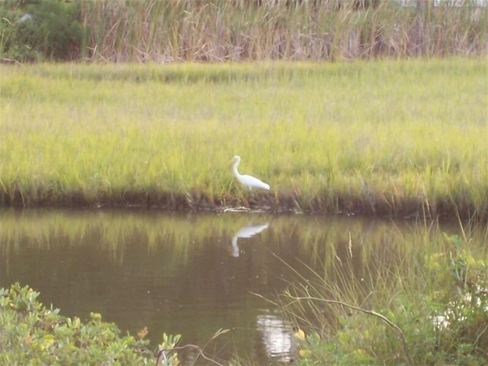 This is a photo of the marsh view. Lot of birds here each day. Morning timeframe