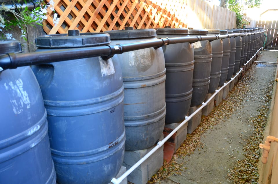 24 olive barrels make up our rainwater catchment used for watering the gardens