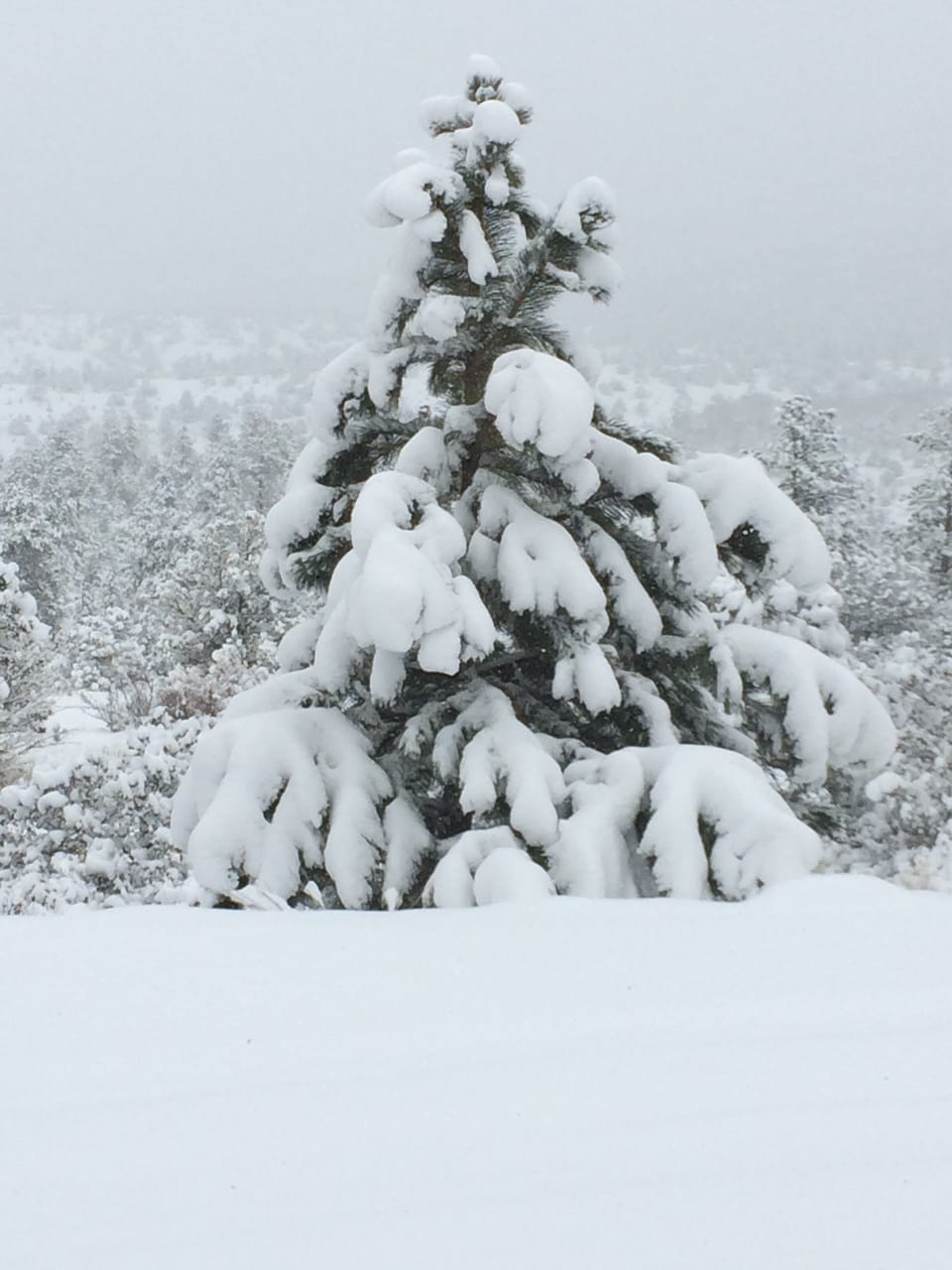 Or maybe you wish to be in a “Winter Wonderland”