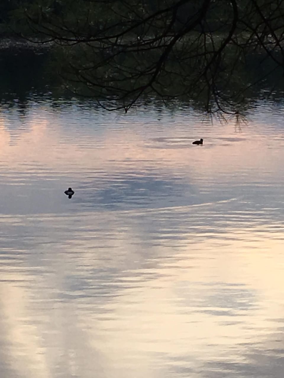 Loons at dusk.