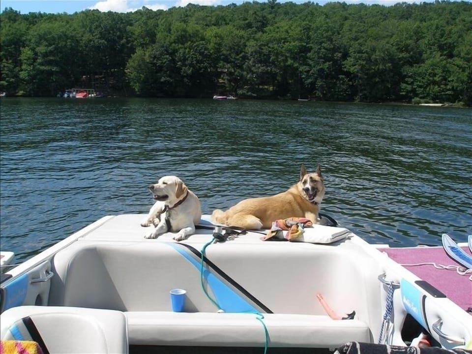 Dogs need vacations too.