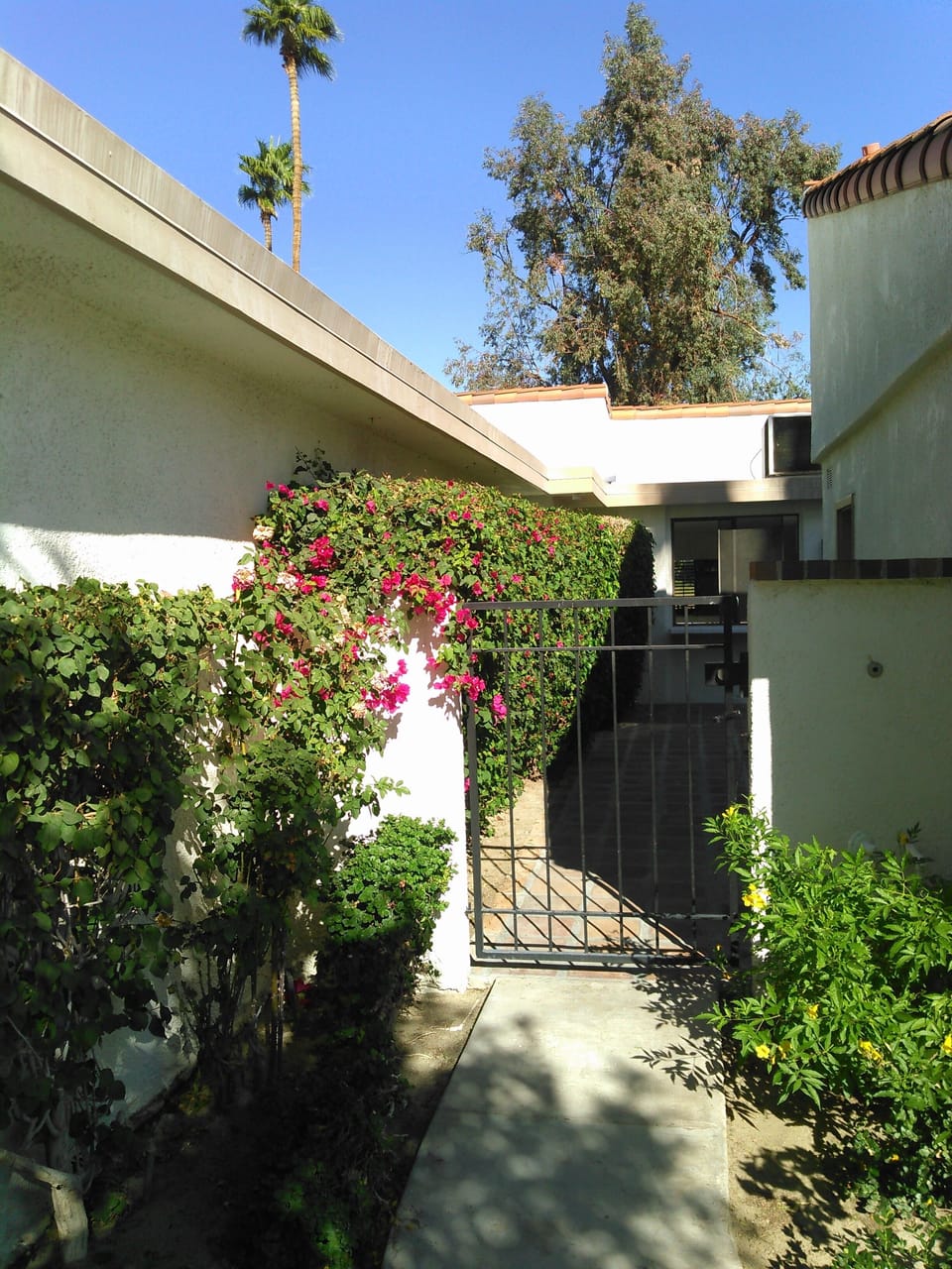 Front walkway lined with bougainvilleas.