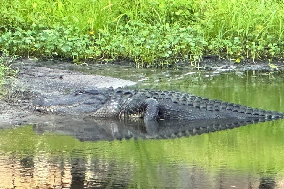 Lots of wildlife. Watch birds, turtles, ducks & gators around the pond. 
