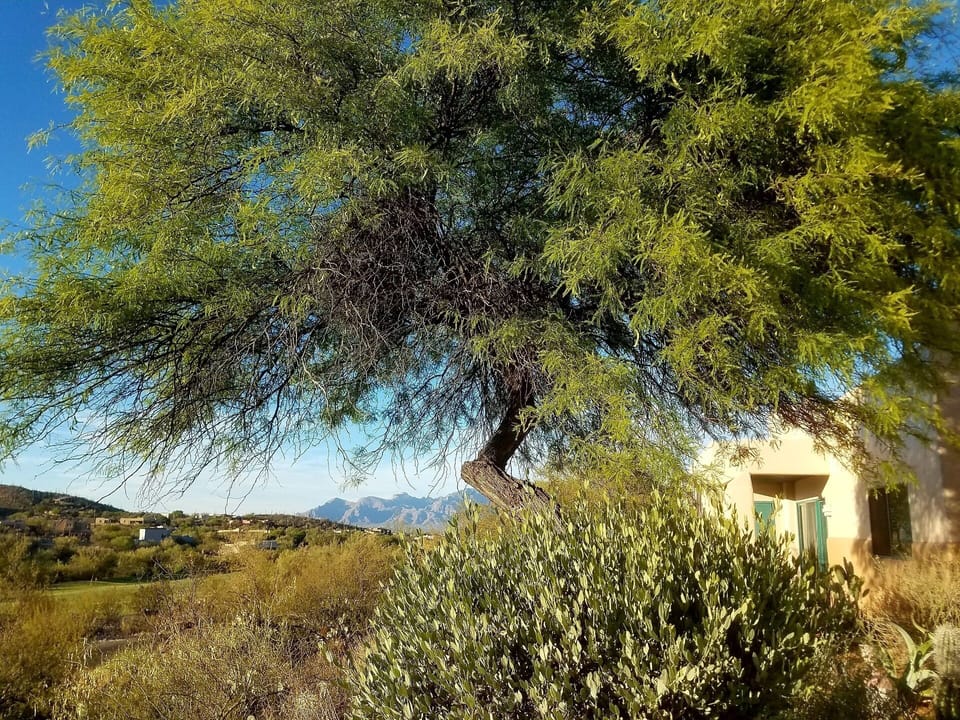 View of Tucson foothills from patio.