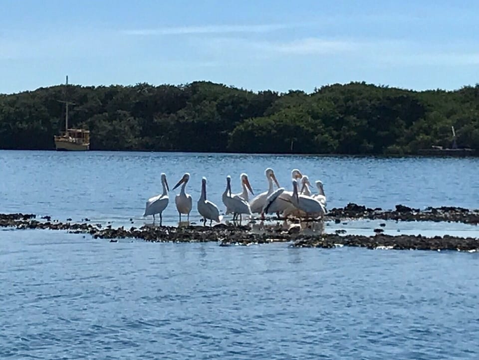 White Pelicans enjoying the sunshine
