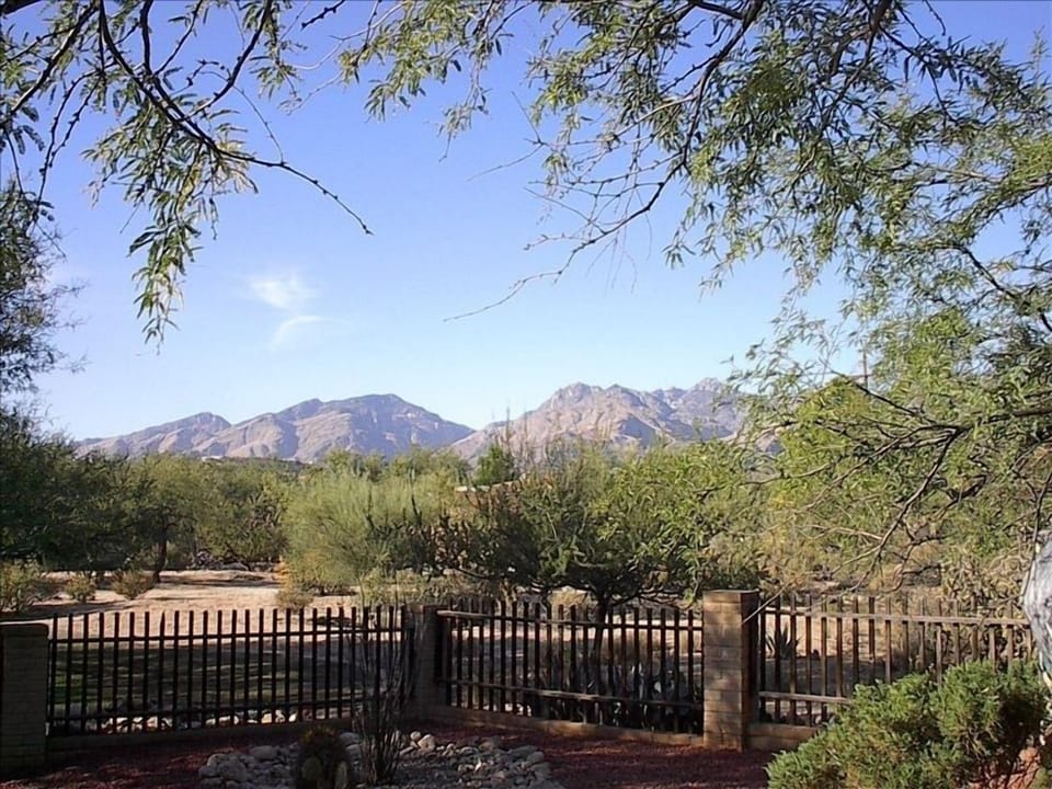 View from the back yard