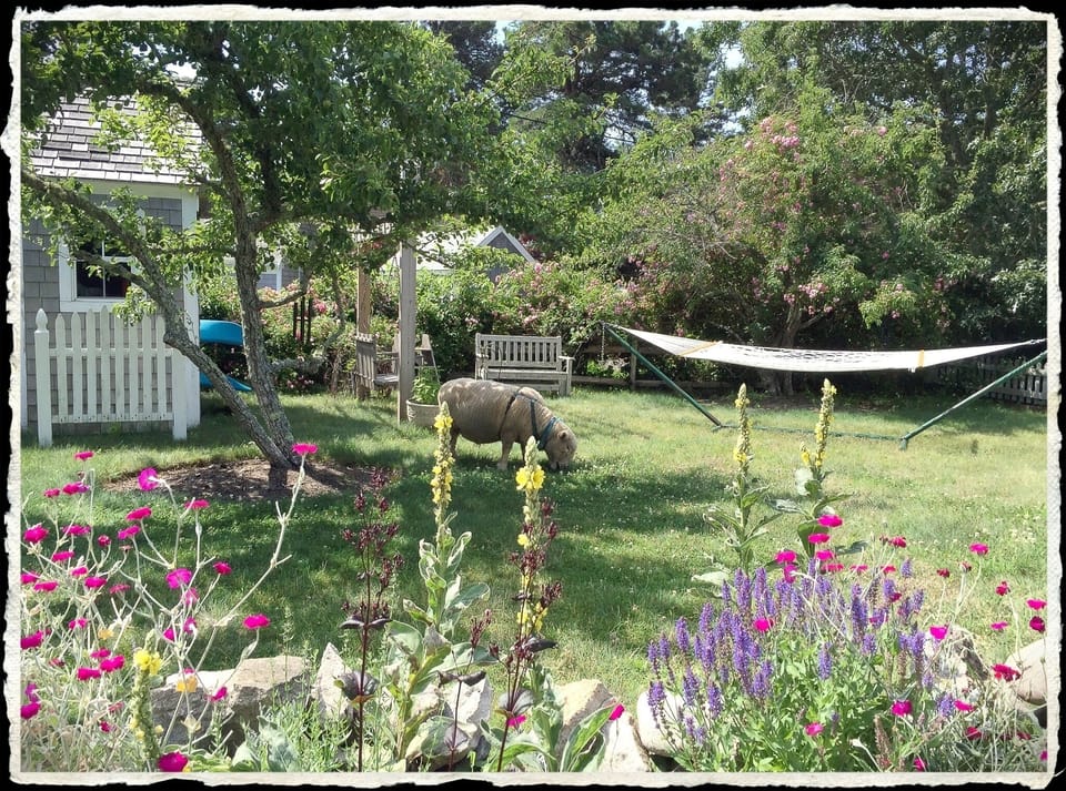 Backyard with Jobey in the summer.