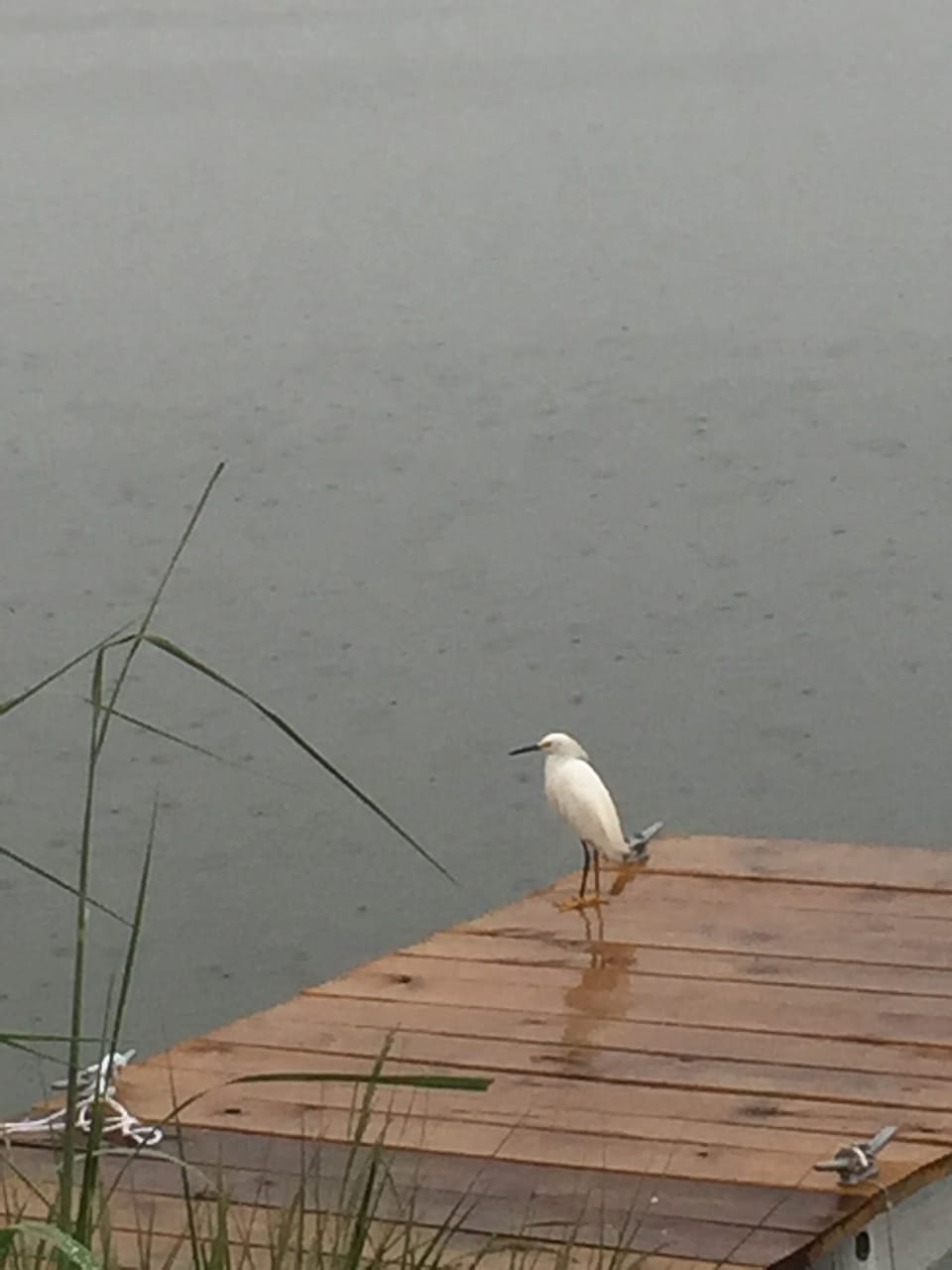 Heron Visiting the private dock 