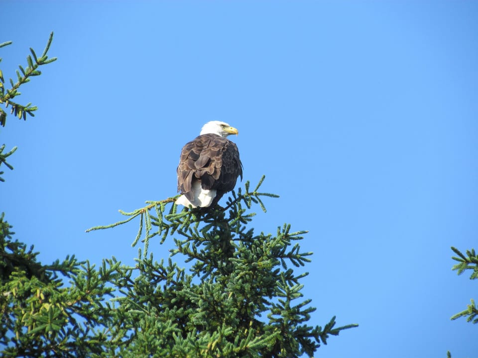 Eagle resting in one of our trees
