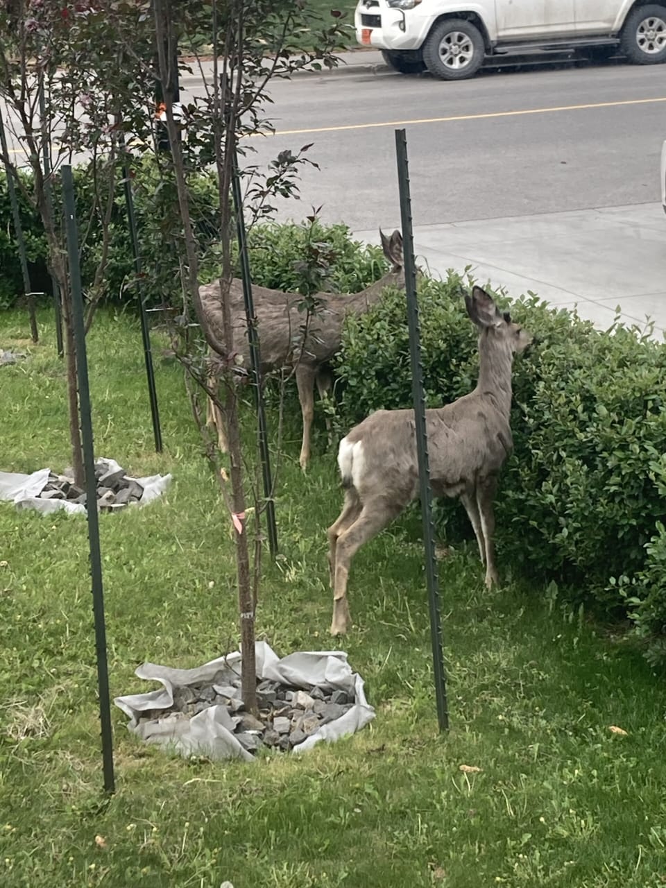 Local visitors 😉