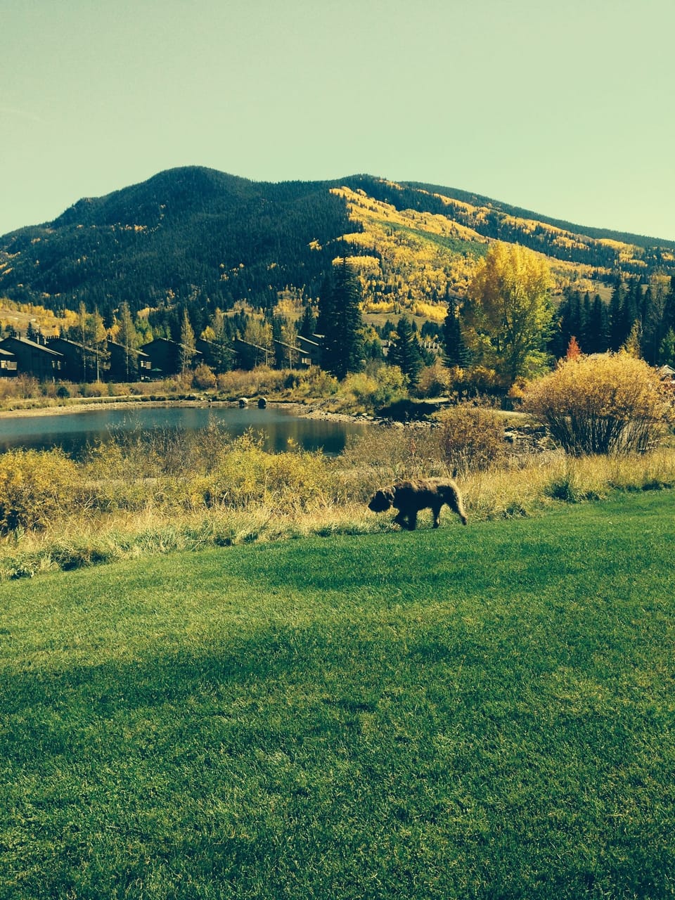 Nearby Park and Gore Creek
50 yards from house