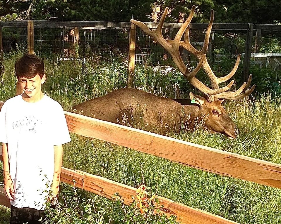 Guest & elk up close and personal