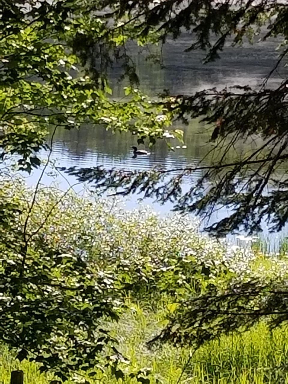 Loon on the Lake